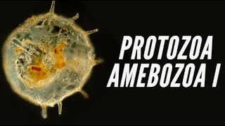 Protozoa IV  Amebozoa Taxonomia Amebas e Foraminíferos [upl. by Pompei]