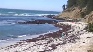 Our favorite beach near San Francisco Fitzgerald marine reserve Tide pools are awesome [upl. by Brackett560]