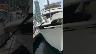 Dan Bilzerian dog play on yacht [upl. by Oskar]