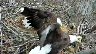 Hays Eagles Intruder lands on side porch limb HM2 flies in to chase Mom protects the Egg 31824 [upl. by Inalaek]