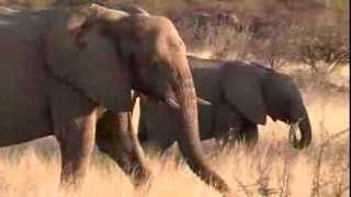 Namibie  Parc Etosha [upl. by Lorinda]