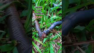 Caecilian Trying To Eat Earthworm 🪱🪱🪱 [upl. by Ecyt468]