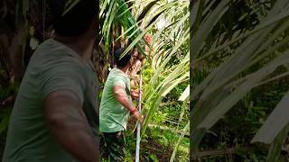 How Palm Oil Fruits Are Harvested In Malaysia Youtube Shortvideo [upl. by Toomay]