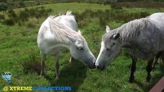 Connemara National Park amp Visitor Centre in Galway Ireland [upl. by Shirberg452]