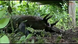 New  Komodo dragons catch and swallow wild boars alive [upl. by Mora]