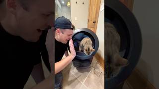 How I Solved My Cat’s Smelly Litter Box Problem With ​⁠​⁠LitterRobot [upl. by Ahsiekan]