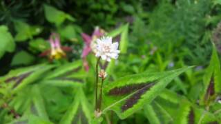 persicaria microcephala purple fantasy [upl. by Enilorak]