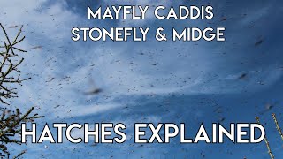 Mayfly Caddis Stonefly amp Midge Hatches Explained [upl. by Edyaj]