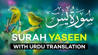 Surah Yasin  Yaseen  with Urdu Translation  Quran Tilawat Beautiful Voice  Hindi Tarjuma [upl. by Notnef]