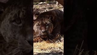 Jaglion a rare mixture of a male jaguar and a female lion lioness 😳 [upl. by Pizor146]