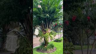 Beautiful Staghorn Ferns in the Landscape 🌿 gardeninspiration staghornfern youtubeshorts [upl. by Nirrad598]