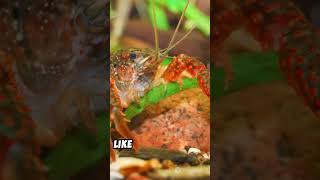 Crayfish Breeding Tips Quick Guide crawfish lobster shorts [upl. by Einad]