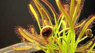 Drosera Capensis time lapse eating a fly HD with a surprise [upl. by Dloraj771]