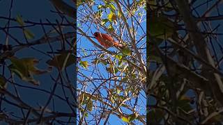 The Stunning Red Feathers of a Male Cardinal birds birdspotting birdwatching [upl. by Alber]