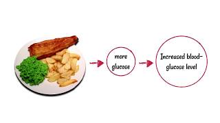 Blood glucose control and diabetes [upl. by Akihsal]