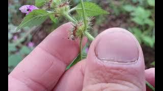 Galeopsis pubescens  Hairy Hempnettle  konopice pýřitá  240809 [upl. by Kendrah]