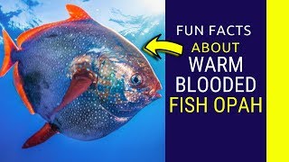 Warm Blooded fish Opah fun facts Meet the Comical Opah the Only Truly Warm Blooded Fish [upl. by Legge473]