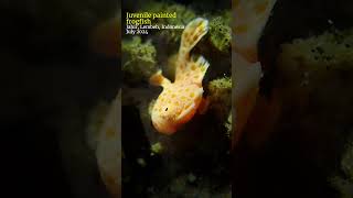 Baby frogfish lembeh scubadiving [upl. by Kiyohara135]