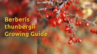 Berberis thunbergii Growing Guide Japanese barberry by GardenersHQ [upl. by Criswell422]