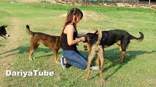 Dariya Training Her Smart Czechoslovakian Vlcak Dogs​​​ And Great Dane Dog Breed [upl. by Esoryram721]