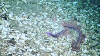 Stunning Siphonophore Strikes Back  Nautilus Live [upl. by Amada]