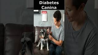 🐾 Diabetes Canina💉 [upl. by Deloris]