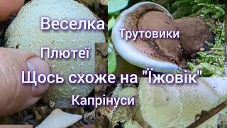 За грибами Багато Веселки Трутовики Плютеї Капринуси Щось схоже на quotЇжовик Гериційquot [upl. by Arahk]