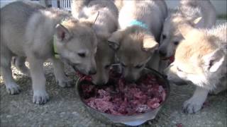 Chiots chiensloups tchécoslovaques âgés de 38 jours Portée Heaven amp Ioric 09 02 2017 [upl. by Enitsugua]