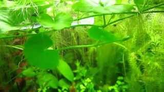 HYDROCOTYLE LEUCOCEPHALA [upl. by Leikeze]