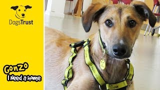 Cuddly 1YearOld Gonzo is a Lurcher Looking for a Loving Family  Dogs Trust Manchester [upl. by Alberto373]