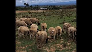 Exotic Dorper Farming in Kenya Laikipia County  Young Ewes and Rams [upl. by Cirilla]