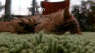 IAMS Commercial with Bengal Cat  Saatchi amp Saatchi [upl. by Cerelly]