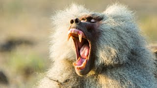 Baboon Troops Clash Over Territory  Life  BBC Earth [upl. by Leahcym220]