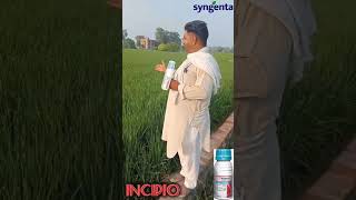 SYNGENTA INCIPIO  INSECTICIDE [upl. by Peadar]