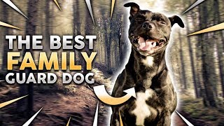 STAFFORDSHIRE BULL TERRIER The Best Family Guard Dog [upl. by Kalmick]