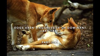 Dogs Aren’t Aggressive or Dominant—Are They Part One [upl. by Deidre638]