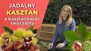 Kasztan jadalny a kasztanowiec zwyczajny  różnice [upl. by Ranger817]