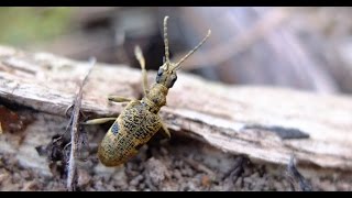 Rhagium mordax  Bockkäfer  Longhorn Beetle [upl. by Areikahs]