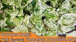 Pothos Care The Easiest Trailing Houseplant  Joy Us Garden [upl. by Murtha]