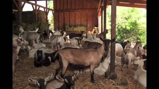 Redwood Hill Goat Farm The Land Of Happy Goats [upl. by Eelyek]