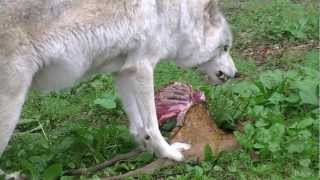 Wolves Eating Deer Carcassmov [upl. by Hubsher246]