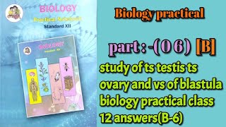 study of ts testis ts ovary and vs of blastula biology practical class 12 answersB6 [upl. by Nuawtna800]