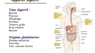 Physiologie du tube digestif partie 1 [upl. by Elleinod]