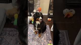 dog bernesemountaindog funny berneselovers puppy berneseoberland pets berne doglover [upl. by Ayalahs889]