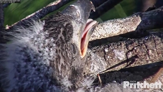 Southwest Florida Eagles SWFL Eagles  E9 Eaglet One Month Old  January 31 2017 1 [upl. by Simone296]