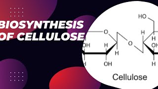 Biosynthesis of cellulose cellulose synthesis cellulose synthesis in cell membrane [upl. by Watts]