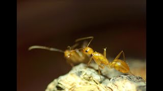 Camponotus variegatus 甜蜜巨山蟻 [upl. by Attevaj]