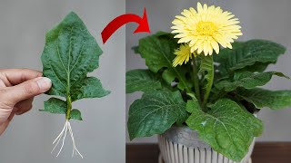 Tips For Planting Gerbera Leaves 100 Success [upl. by Mezoff]