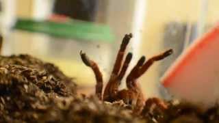 King Baboon Tarantula Pelinobius muticus Bite Experiment [upl. by Von]