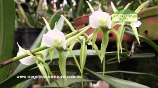 Angraecum eburneum subsp superbum Orquidario Imirim [upl. by Afra469]